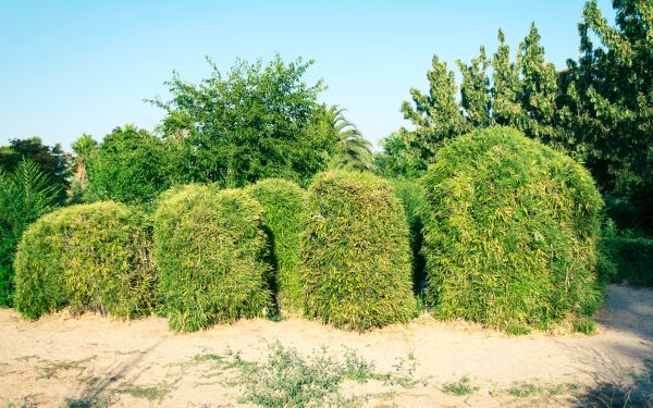 Cost of Bamboo Hedge Removal in Madison