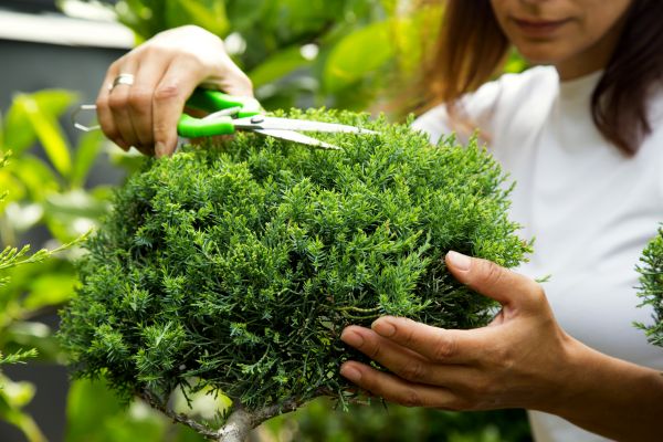 Cost of Juniper Shrub Pruning in Madison
