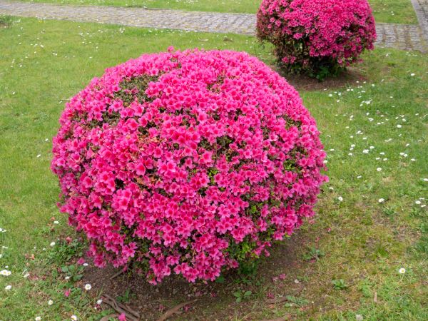 Cost of Rhododendron Pruning in Madison