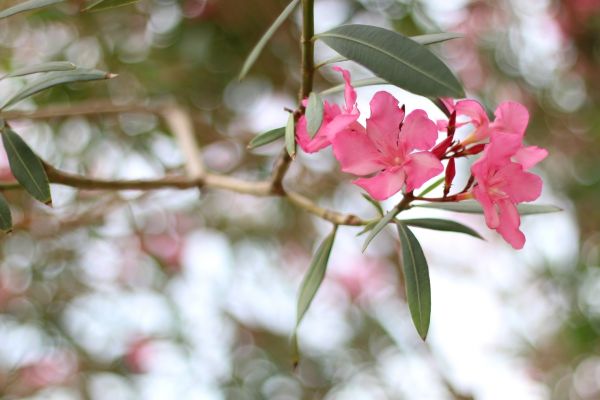 Cost of Oleander Removal in Madison