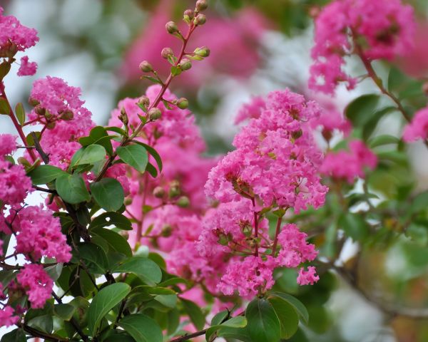 Cost of Crepe Myrtle Removal in Madison