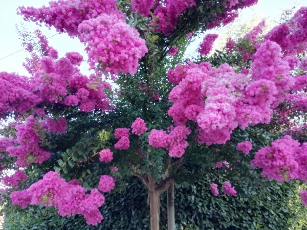 Cost of Crape Myrtle Pruning in Madison