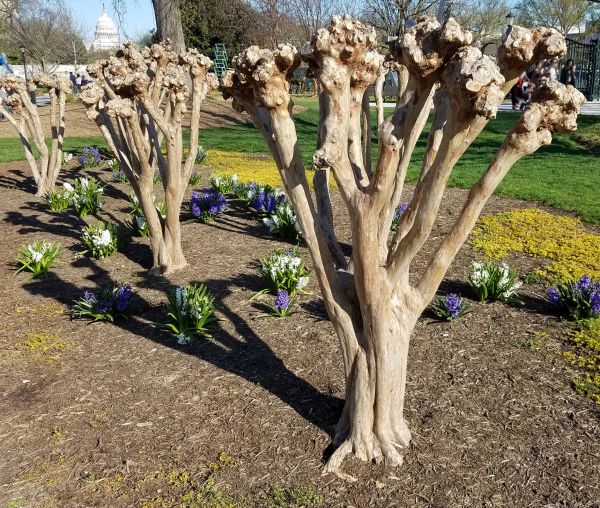 Cost of Myrtle Tree Removal in Madison