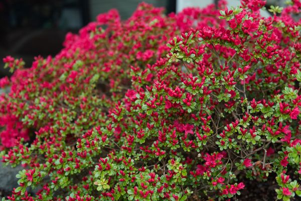 Cost of Weigela Removal Service in Madison
