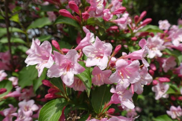 Cost of Weigela Pruning Service in Madison