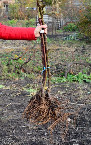 Cost of Shrub Root Removal in Madison