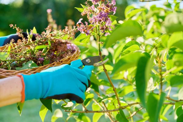 Cost of Lilac Trimming Service in Madison