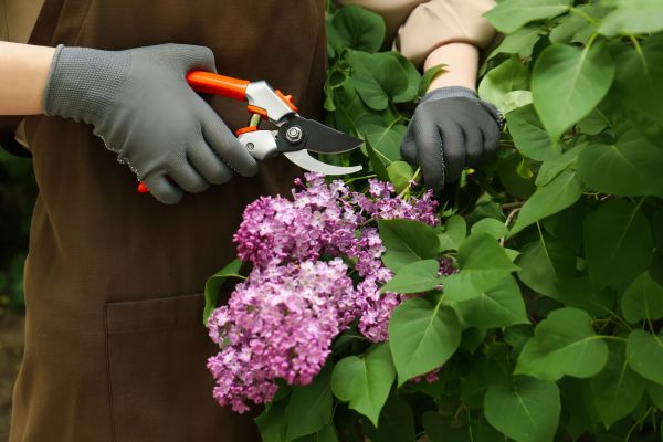 Cost of Lilac Pruning Service in Madison
