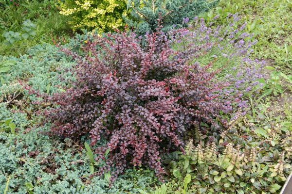 Cost of Japanese Barberry Removal in Madison