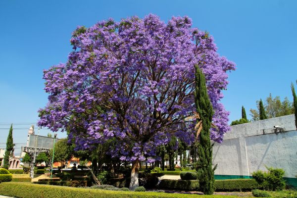 Cost of Jacaranda Pruning in Madison
