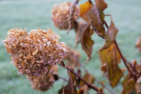 Cost of Hydrangea Removal in Madison