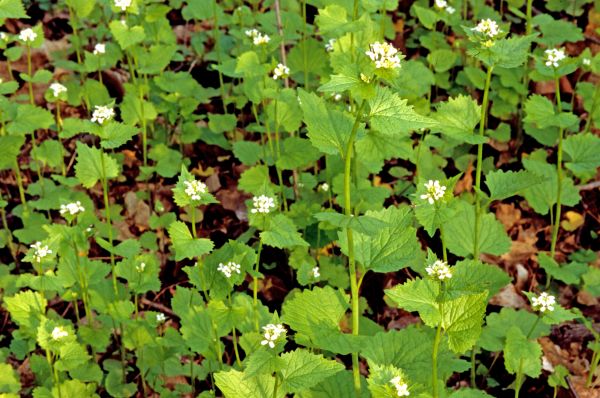 Cost of Garlic Mustard Removal in Madison