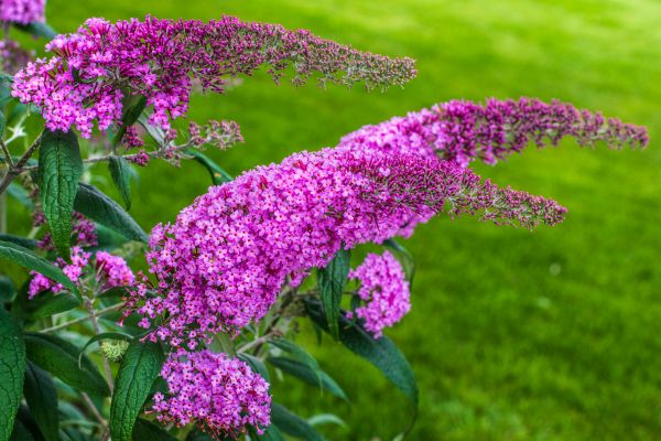 Cost of Butterfly Bush Removal in Madison