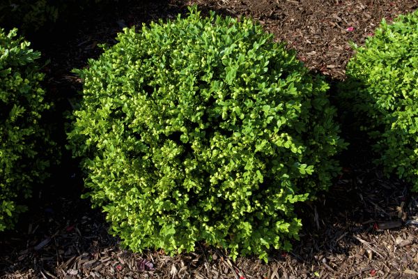 Cost of Boxwood Removal in Madison