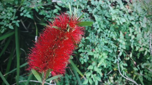Cost of Bottlebrush Pruning in Madison