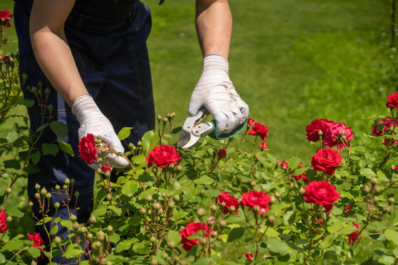 Seasonal Shrub Care